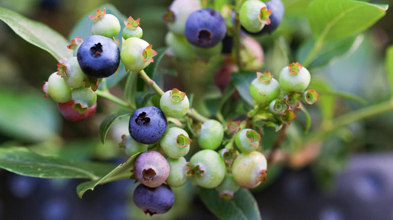 Is It Better To Plant Blueberries In The Ground Or In Pots? Here's The ...