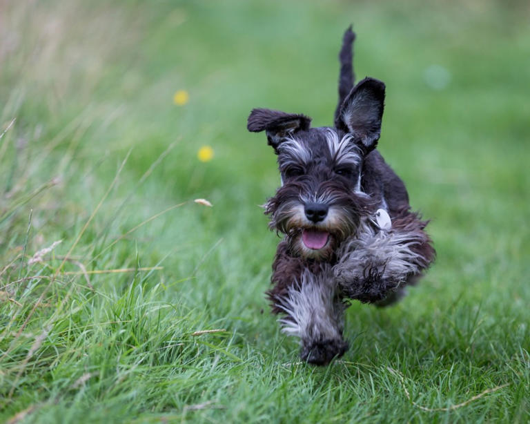 7 Best-Behaved Dog Breeds Experts Recommend