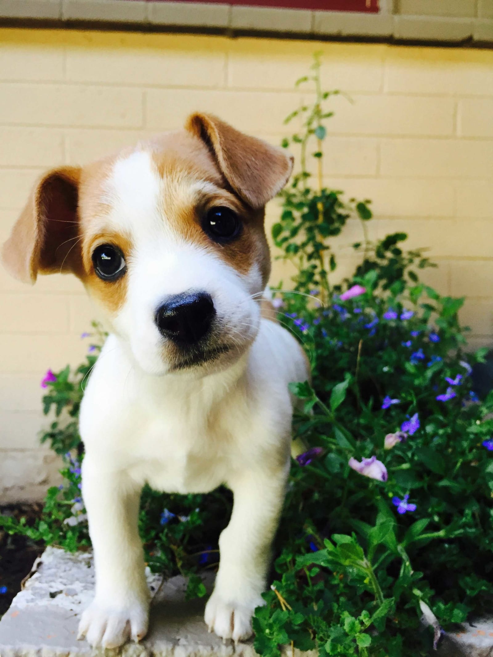 The progressive paradox of having a dog