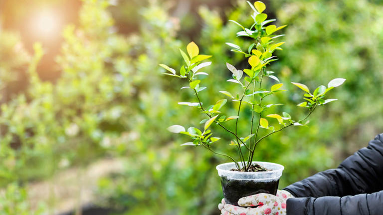 Is It Better To Plant Blueberries In The Ground Or In Pots? Here's The ...