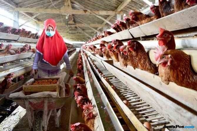 BGN Pastikan Anggaran Rp 20 Triliun dari Danantara Digunakan untuk Bantu Peternak Ayam, Bukan Bangun