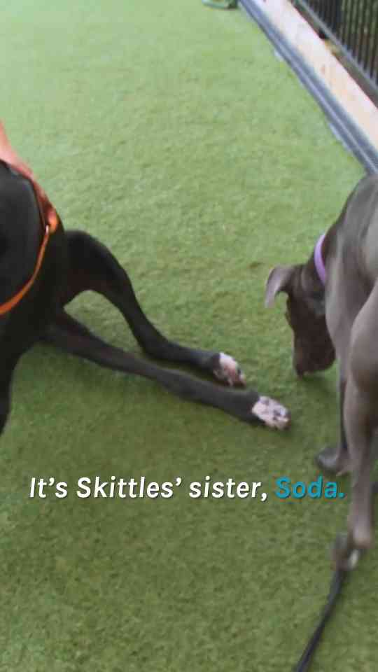 Paralysed dog’s physio treatment