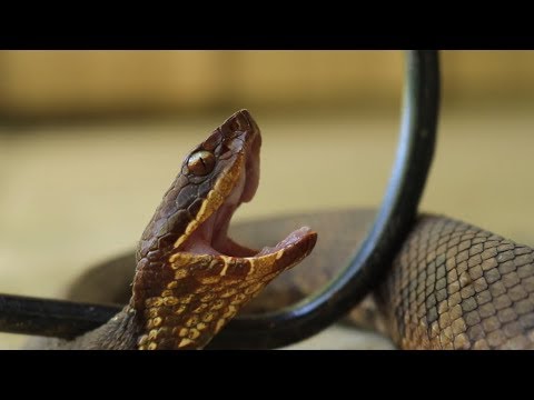 Venomous snake found on porch as snakes invade home