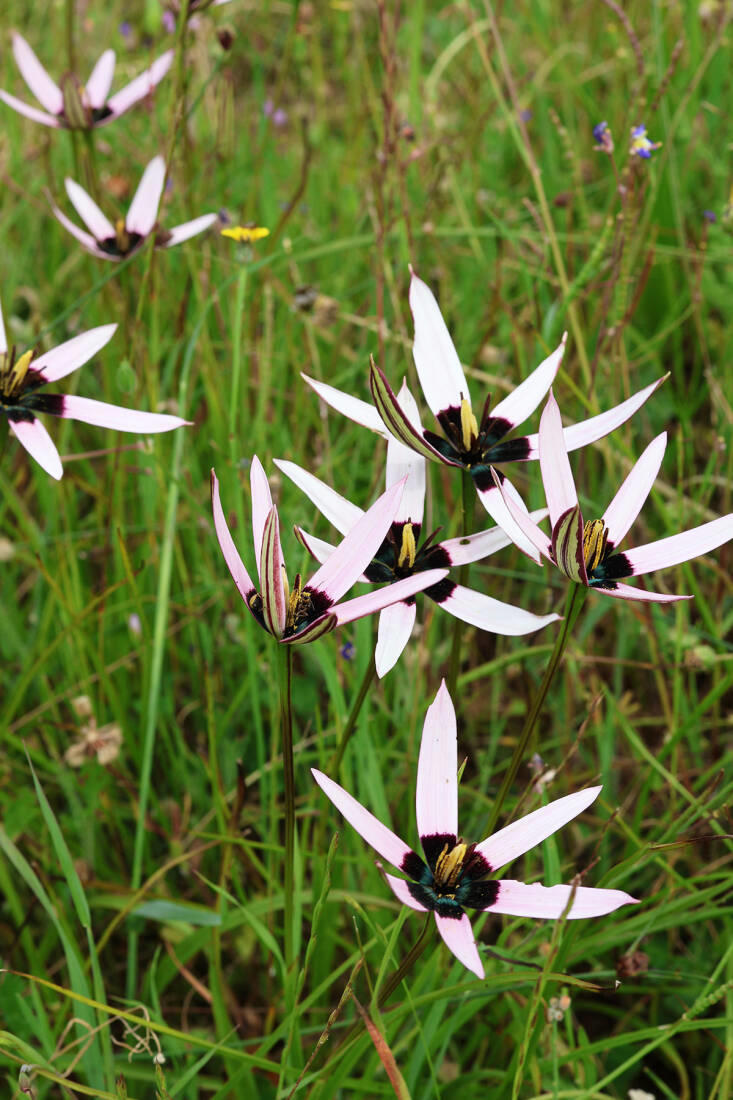 A Stunning Botanical Hotspot: Waylands Wildflower Reserve in Darling ...