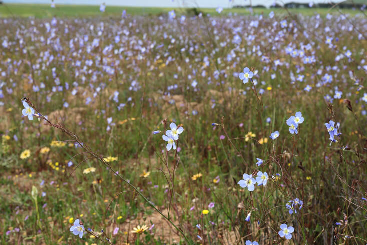 A Stunning Botanical Hotspot: Waylands Wildflower Reserve in Darling ...