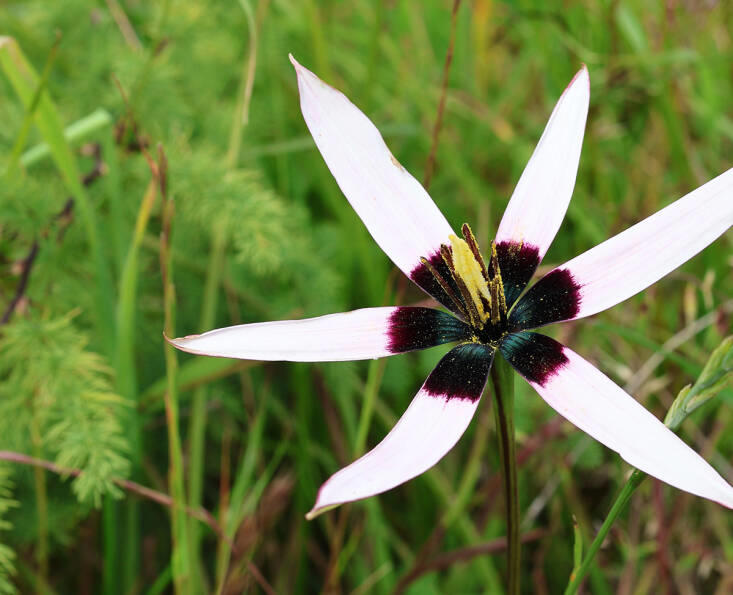 A Stunning Botanical Hotspot: Waylands Wildflower Reserve in Darling ...