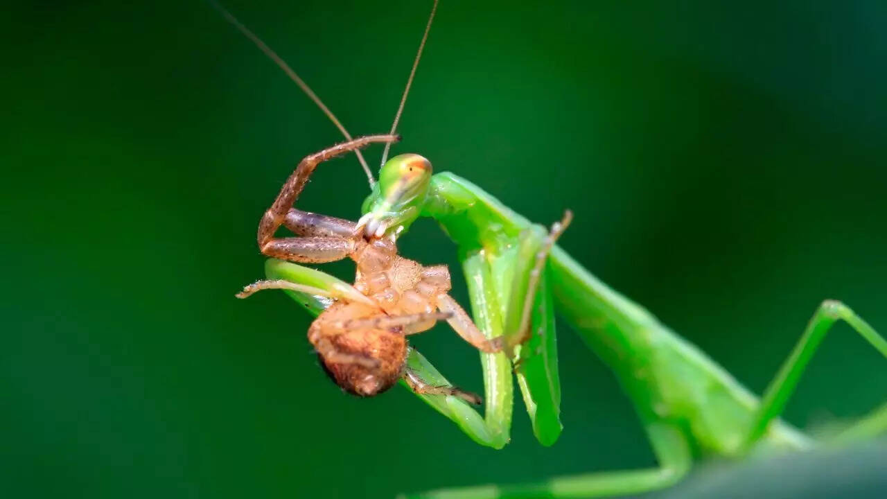 Spider-eating praying mantis: Nature’s stealthy predator with deadly ...