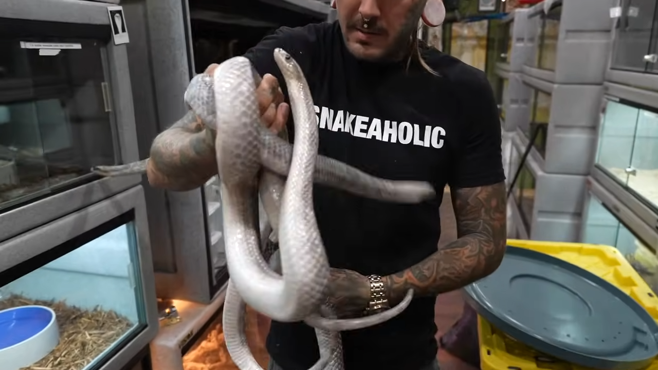 Major updates inside the world’s craziest venomous collection