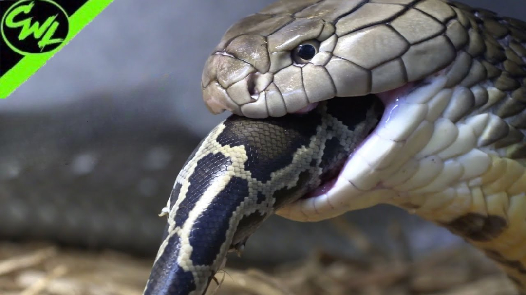 Feeding King Cobras and Pythons