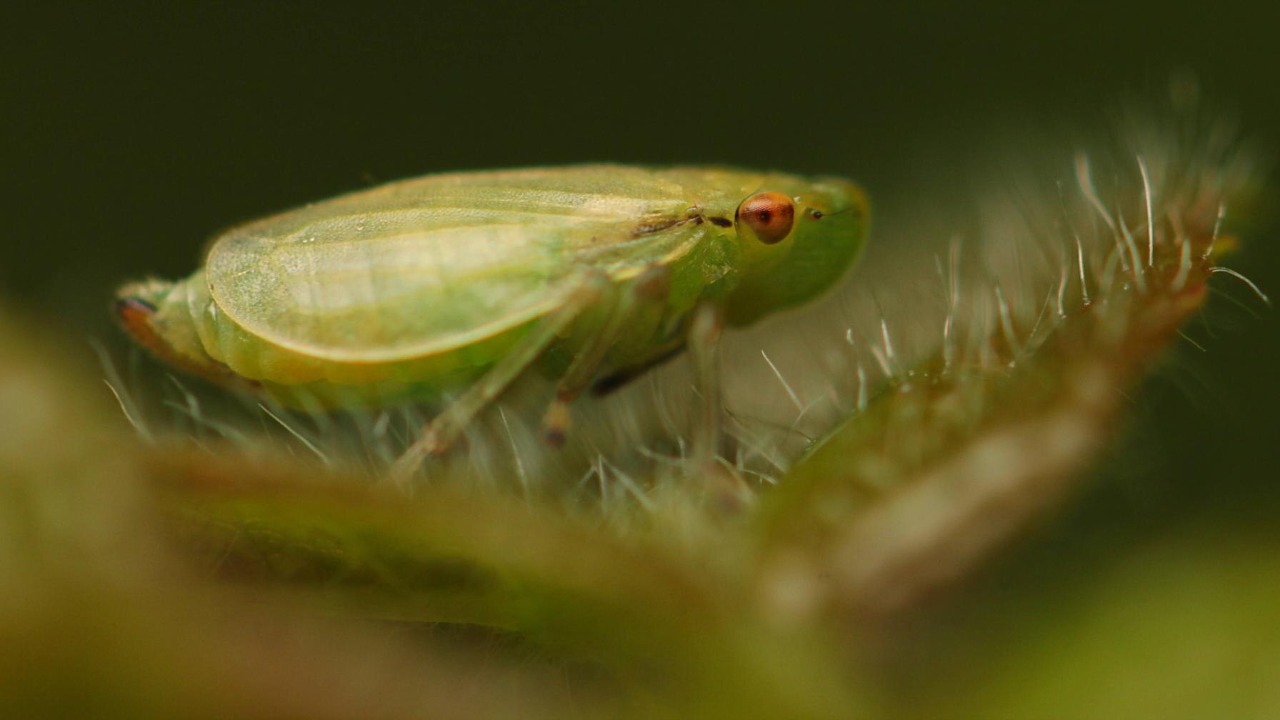 Scientist finds seven new species of a frog-like insect