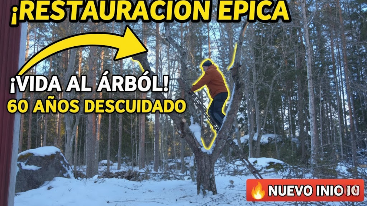 Neglected Apple Tree Pruning Bring A 60 Year Old Tree Back To Life