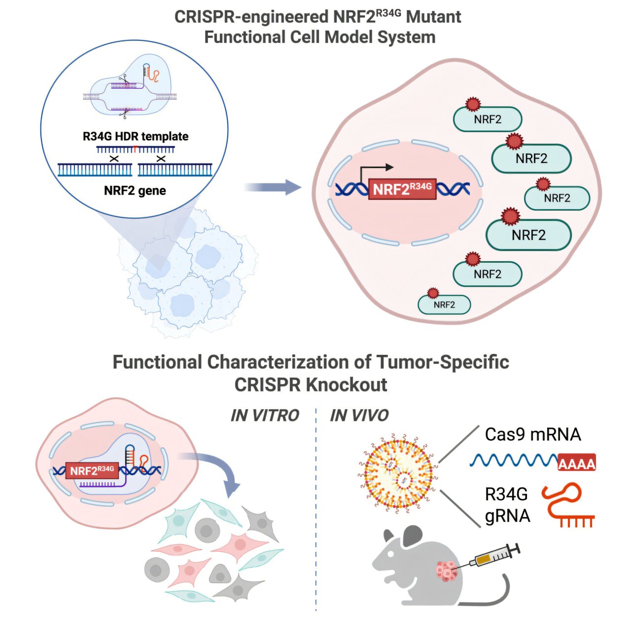 CRISPR breakthrough reverses chemotherapy resistance in lung cancer