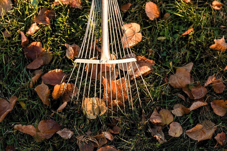 10 time-sensitive gardening tasks to do now before winter sets in
