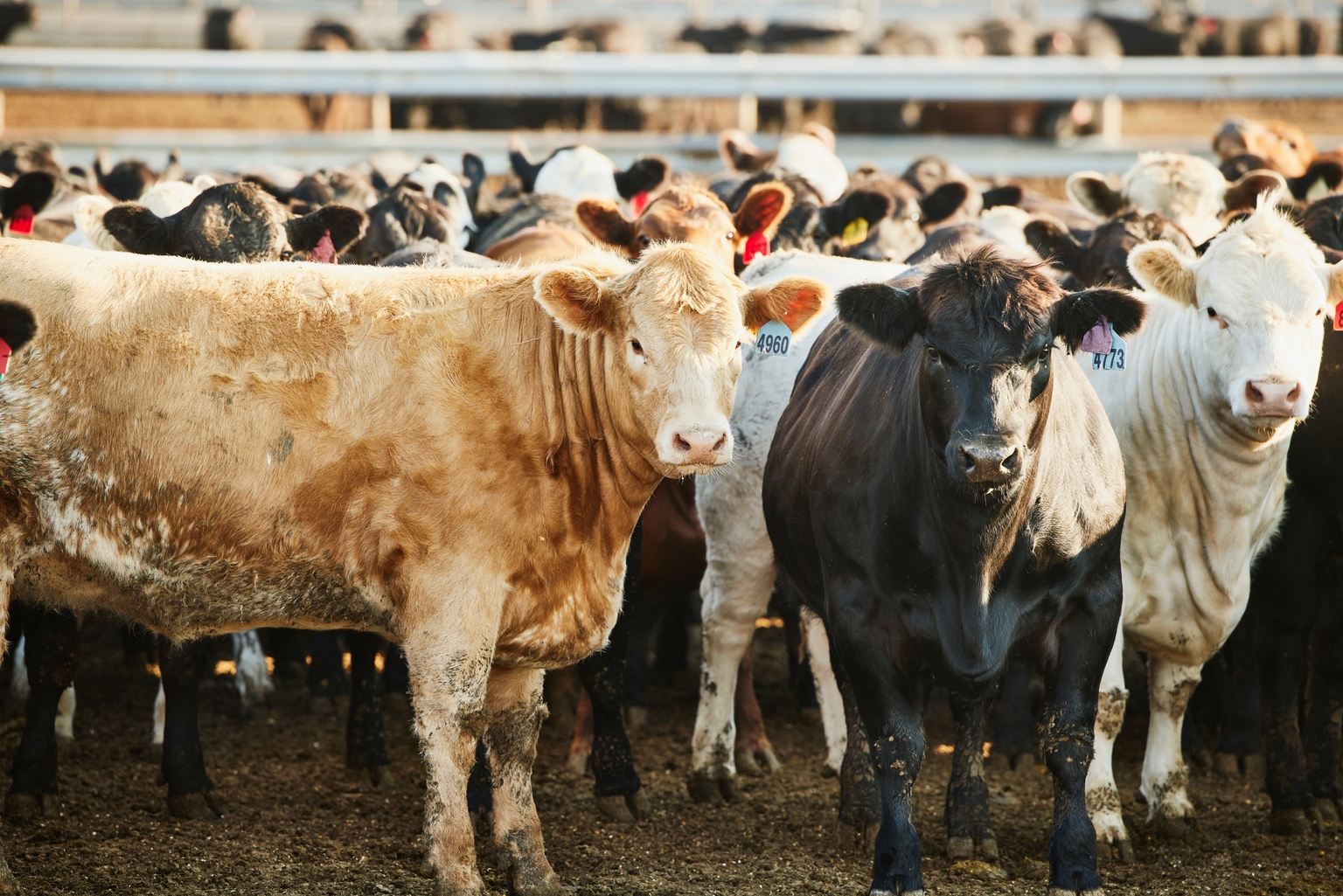 The Trump administration cuts tariffs as US beef prices continue to surge