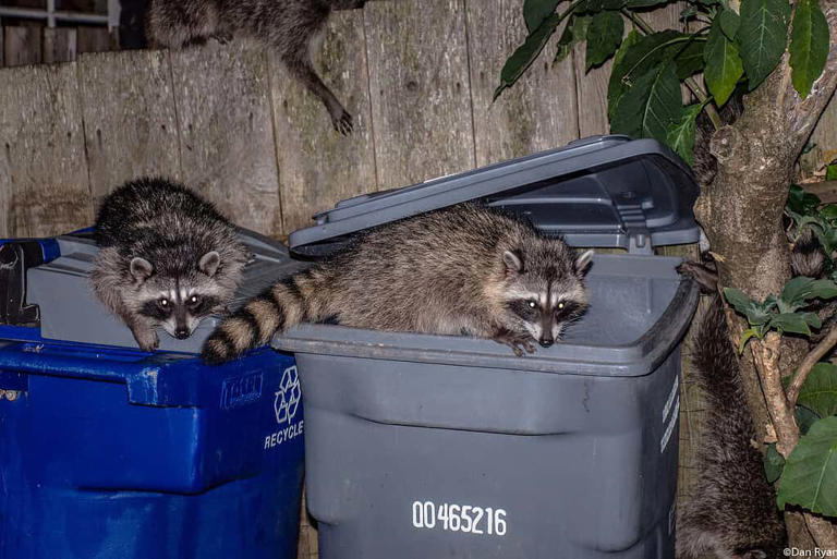 City Raccoons Are Domesticating Themselves and Becoming Cuter In the ...