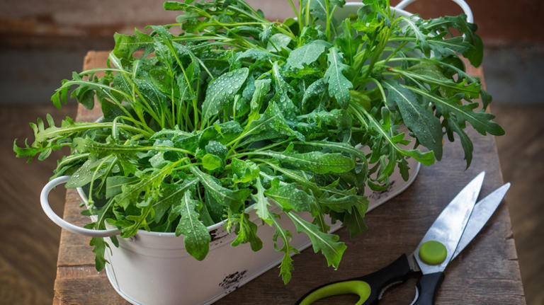 How To Grow Arugula Indoors For Delicious Harvests Year-Round