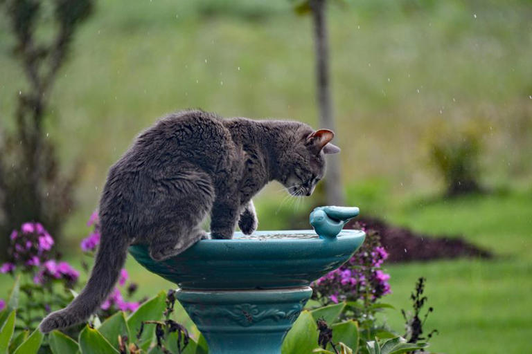Picture of The Reason Why Cats Hate Water According To Experts