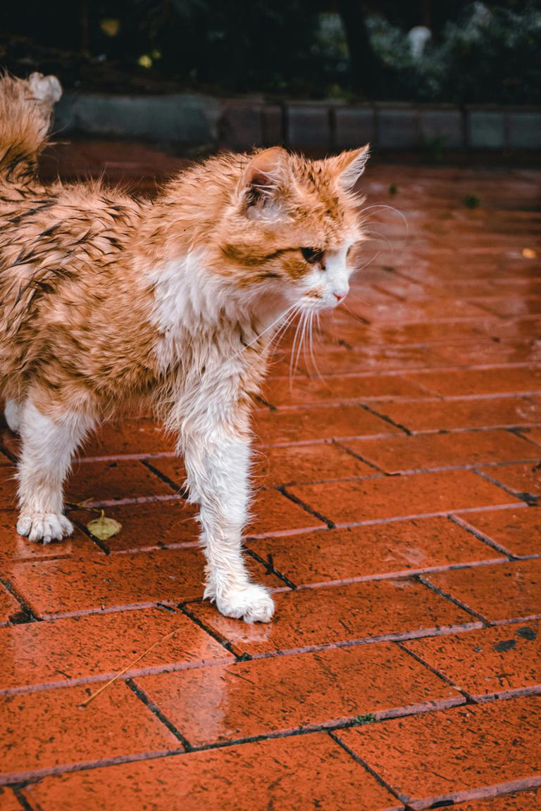 Photo inspiration: Fresh Look at The Reason Why Cats Hate Water According To Experts