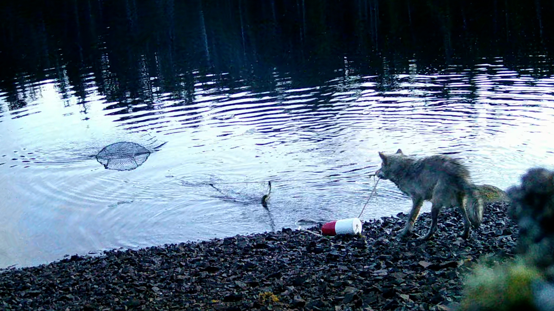 Video captures first evidence of possible tool-use by wolves in B.C.