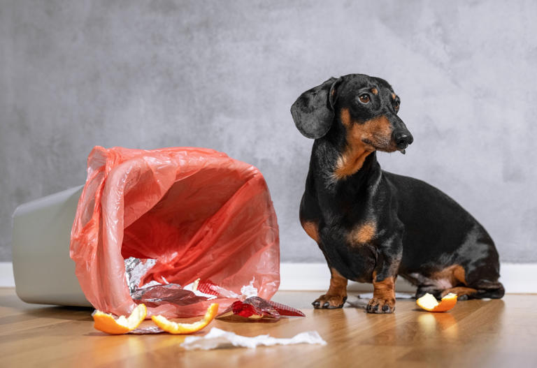 Do Dogs Know When They’re In Trouble? Experts Explain
