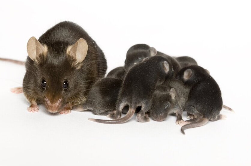 Fertility treatments linked to higher mutations than natural conception ...
