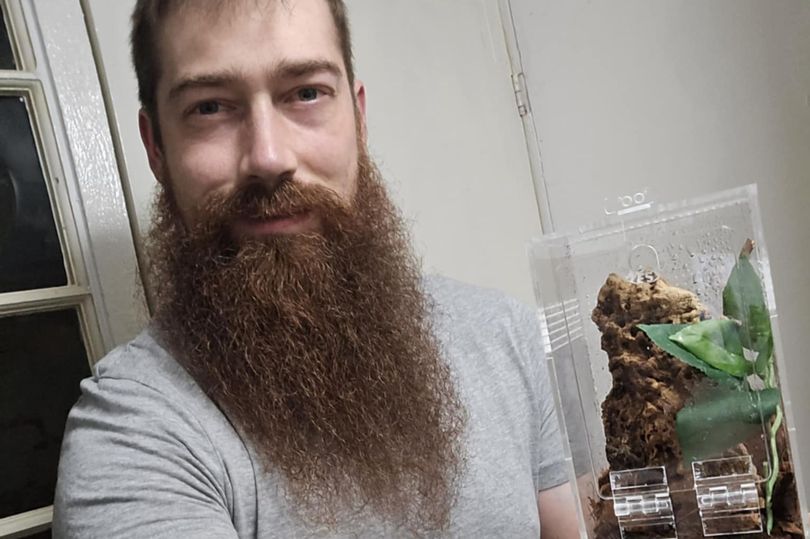 Terrified staff find giant venomous spider lurking in school after ...