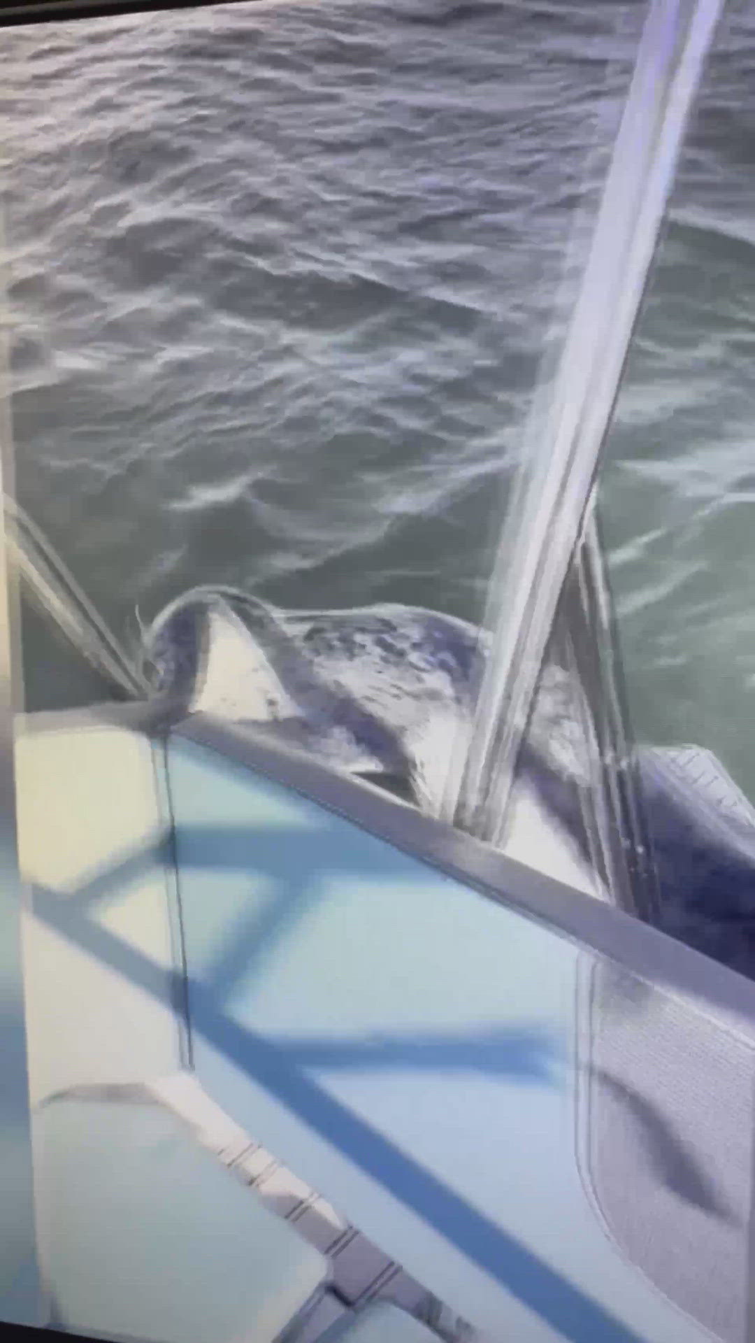 Seal jumps on boat to get away from Orcas