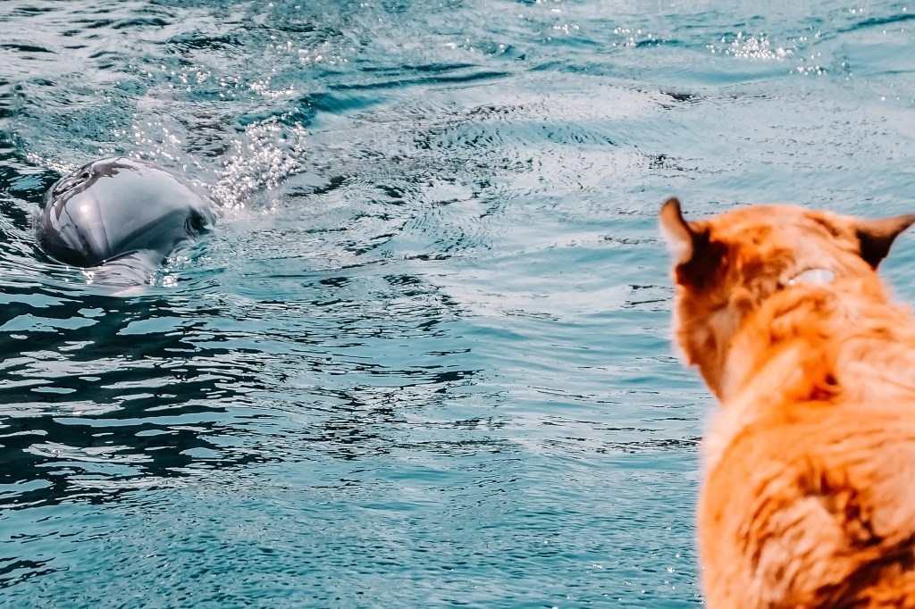 Golden retriever visits aquarium, dolphin knows how to make it memorable