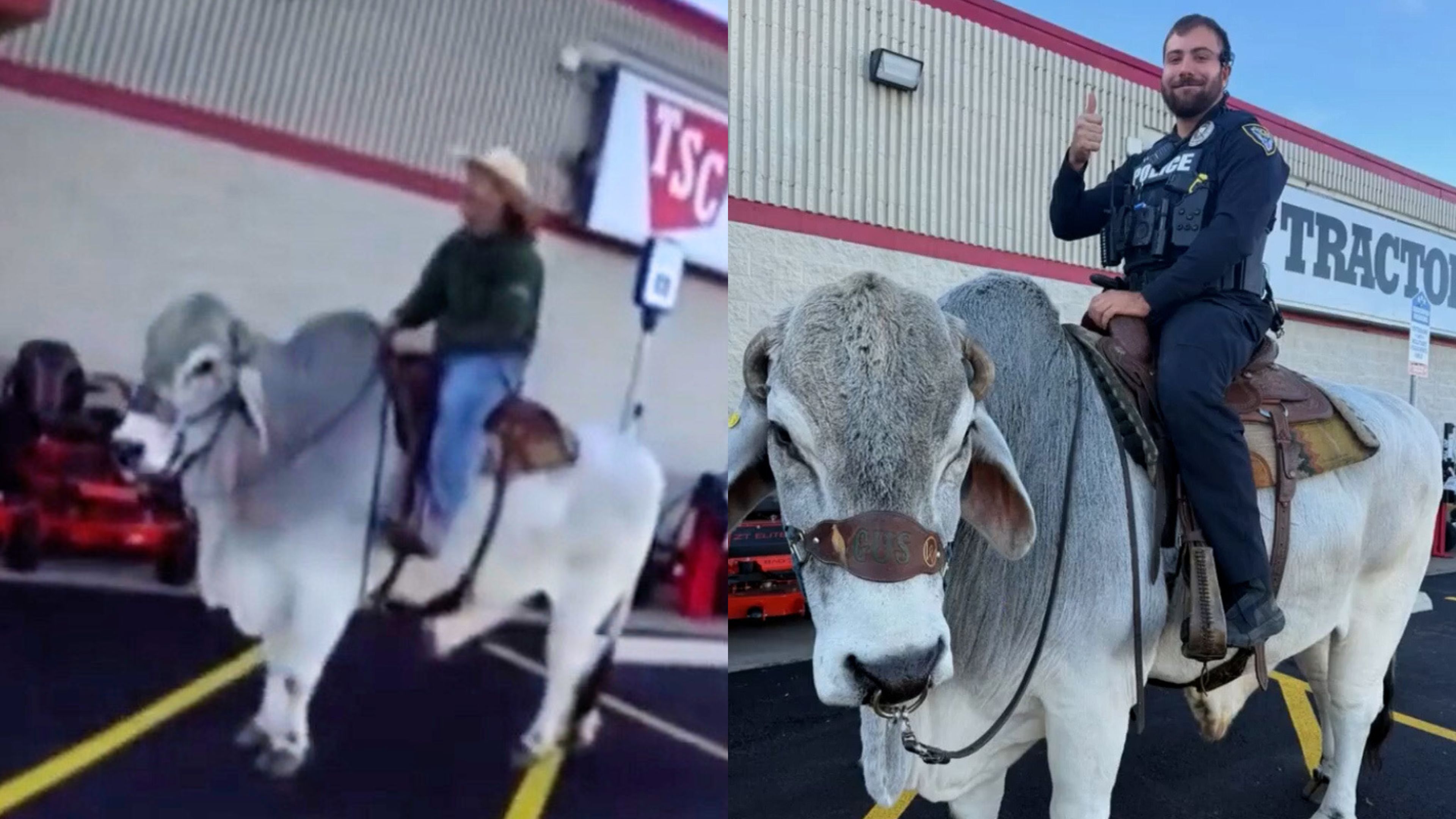 Un policier monte un taureau de rodéo dans un parking de Walmart