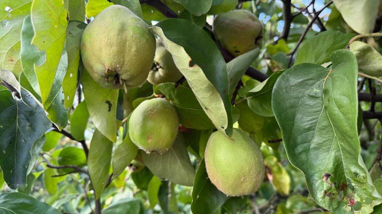10 Fruit Tree Varieties To Prune In Winter For A More Delicious Harvest ...