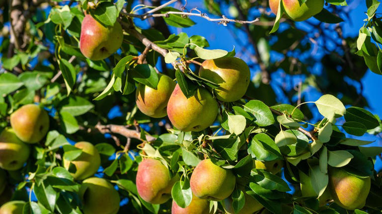 10 Fruit Tree Varieties To Prune In Winter For A More Delicious Harvest ...