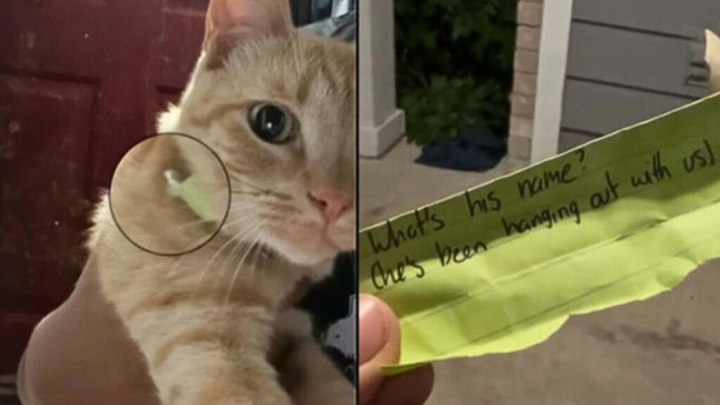 Woman Discovers a Note on Her Cat’s Collar and Learns He’s Been Living(02)
