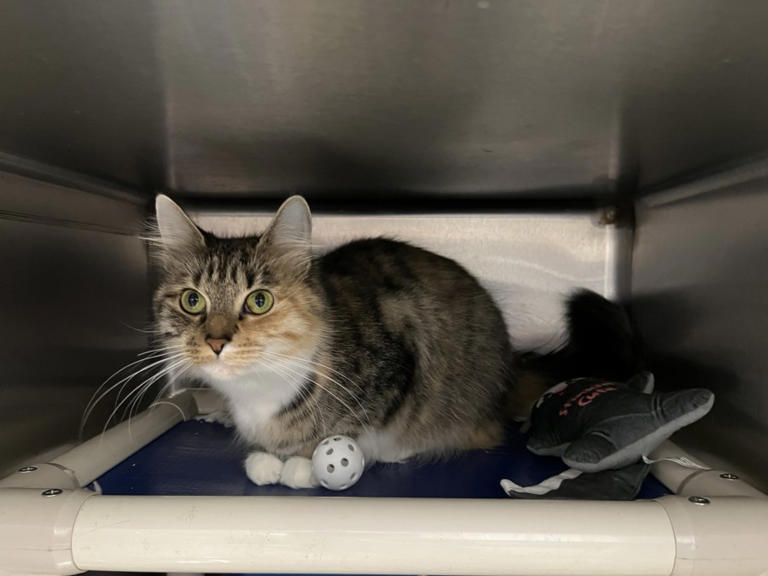 Fresh Look at Connecticut Accepting Applications For Low Income Spay Neuter Program