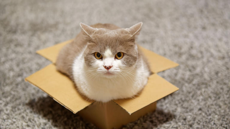Why Do Cats Love Boxes? Evolution Has An Answer