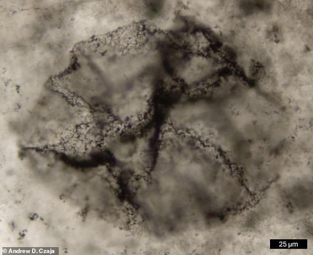 Scientists unravel the mystery of the earliest life on Earth - dating ...