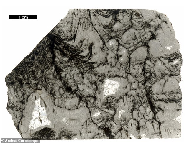 Scientists unravel the mystery of the earliest life on Earth - dating ...
