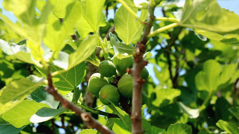 10 Fruit Tree Varieties To Prune In Winter For A More Delicious Harvest ...
