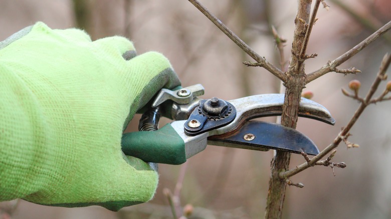 10 Fruit Tree Varieties To Prune In Winter For A More Delicious Harvest ...