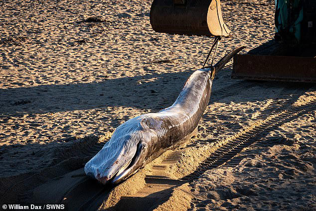Tragedy as fin whale dies after becoming stranded on Cornish coast ...