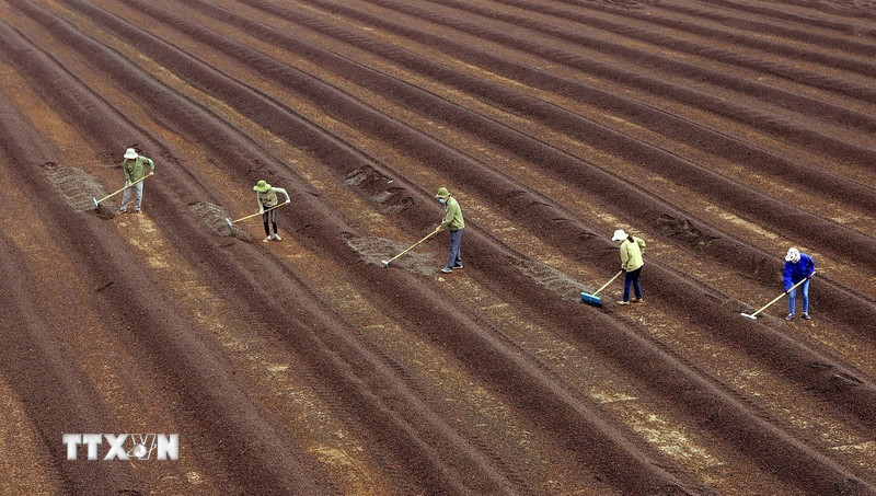 Quan hệ Việt Nam-Algeria đang đứng trước cơ hội chuyển mình mang tính bước ngoặt