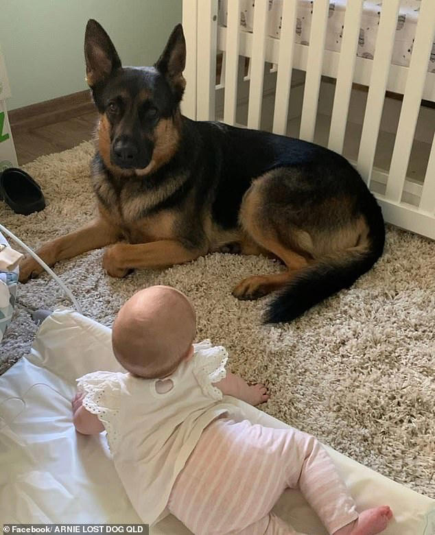 Arnie was dead in the back of the ute which he had been sleeping when it was stolen 