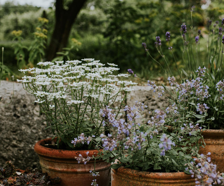 This Japanese zen garden planter idea is the easiest way to create a ...