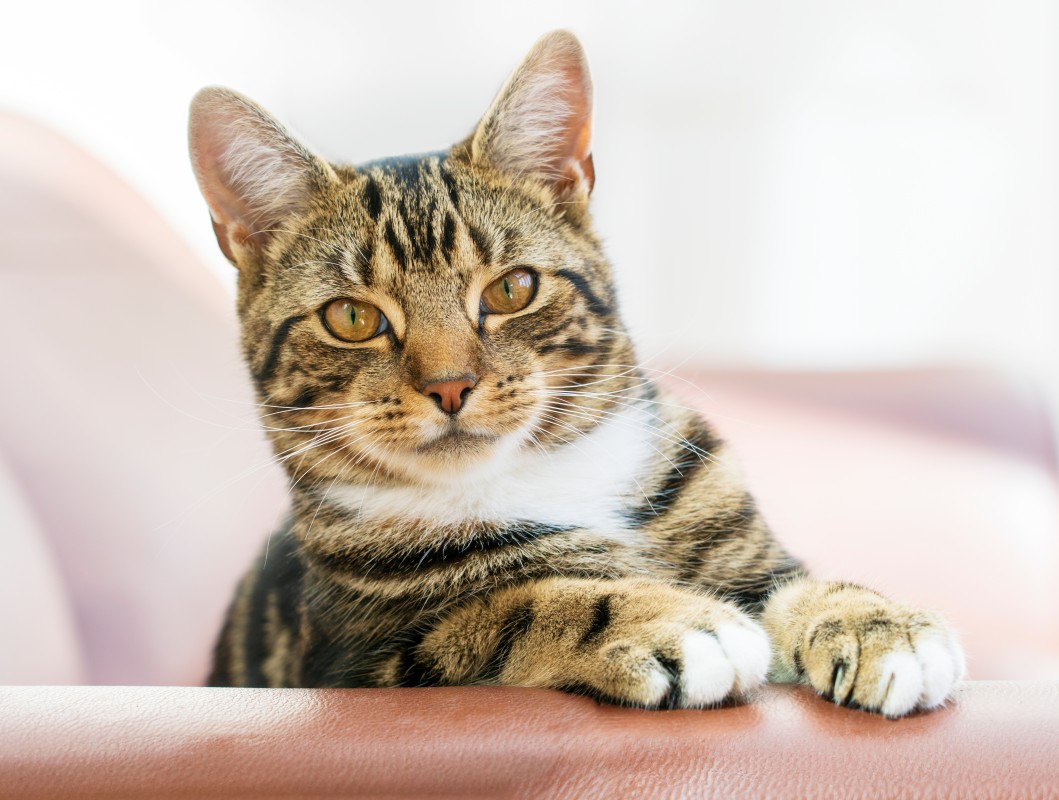 Bonded Cats Spend Their Entire Day Hilariously Rage Baiting Each Other