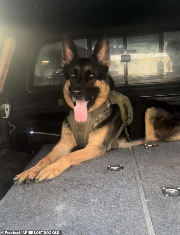 The German Shepherd Arnie went missing when the ute he was sleeping in was stolen in the early hours of the morning in Wynnum, Brisbane on November 8