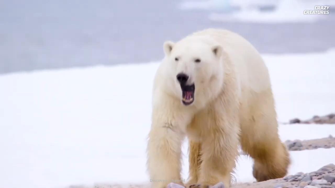 The surprising science behind polar bear predatory behavior