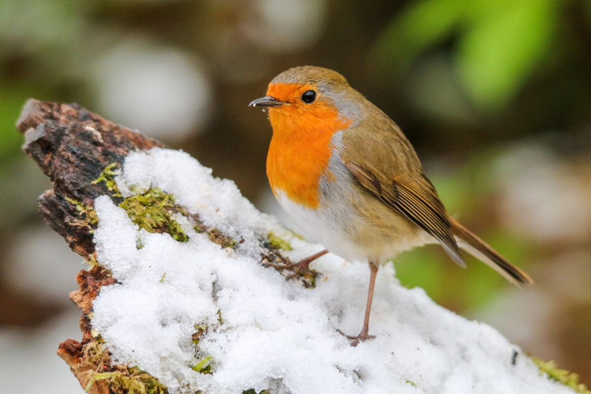 Rouges-gorges : placez simplement ça dans votre jardin et vous les ...