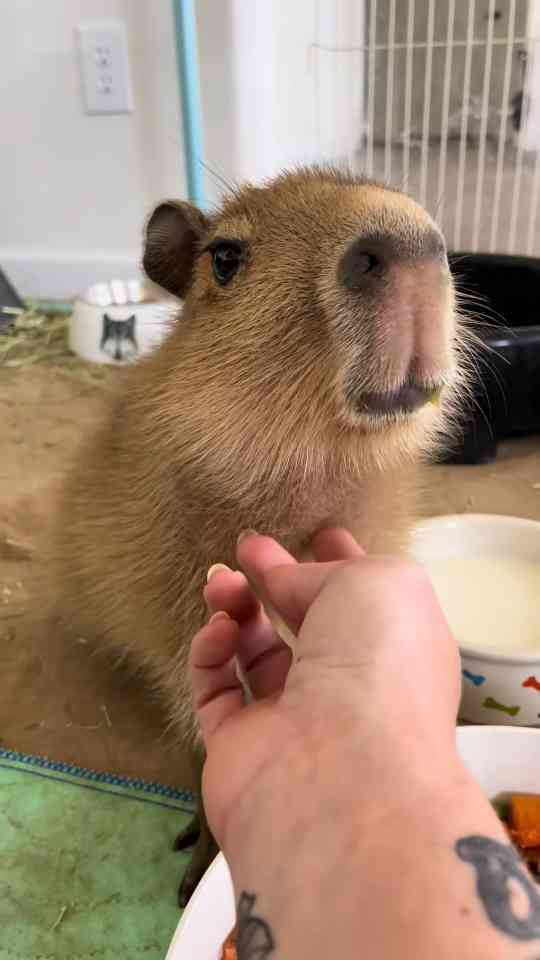Tiny Cheese Tax from the Most Precious Baby Capybara