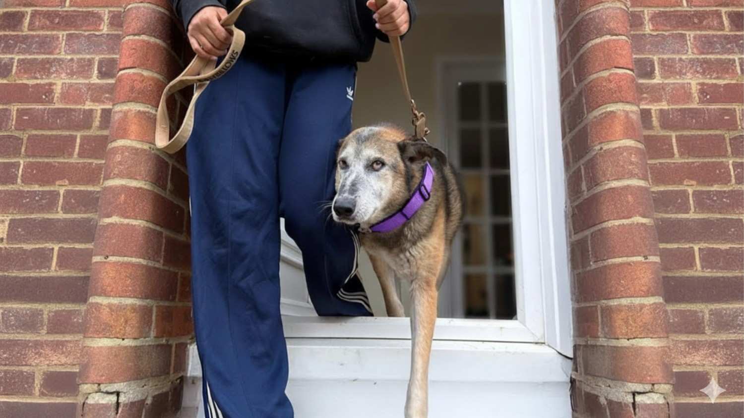 Watch the Moment This Elderly Rescue Dog Goes on Her First Ever Walk