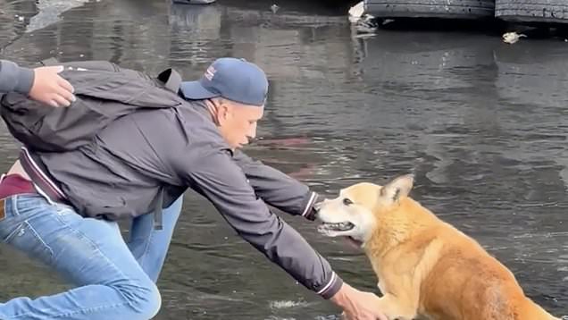 Good Samaritans rescue dog trapped in tar