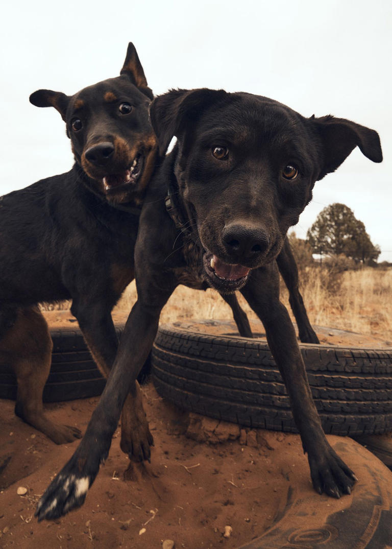 The Nation’s Biggest Animal Sanctuary Operates Under a Mantra to ‘Save ...